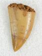 Finely Serrated Raptor Tooth From Morocco - #22986-1